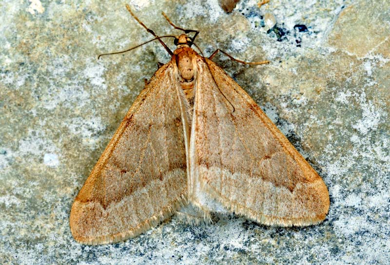 Geometridae invernale:  Alsophila aceraria